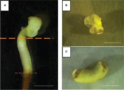 Efficient protocol of de novo <mark class="highlighted">shoot organogenesis</mark> from somatic embryos for grapevine genetic transformation